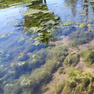 Bloom algal