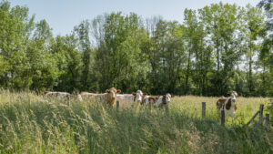 DSC01056_c