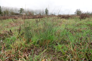 sortie-animation-zones-humides-mantenay-2024 (21)