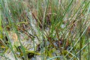 sortie-animation-zones-humides-mantenay-2024 (34)