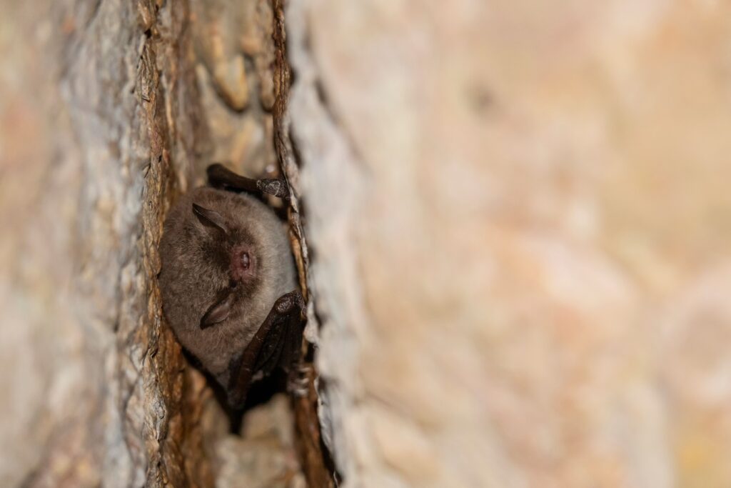 Murin de Daubenton, source Reyssouze&Affluents
