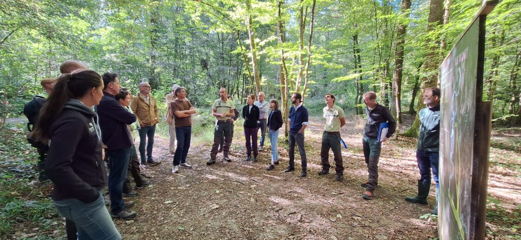 Au cœur de la forêt de Teyssonge (Jasseron)